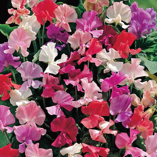 Fra­gran­tis­sima Sweet Pea Seeds
