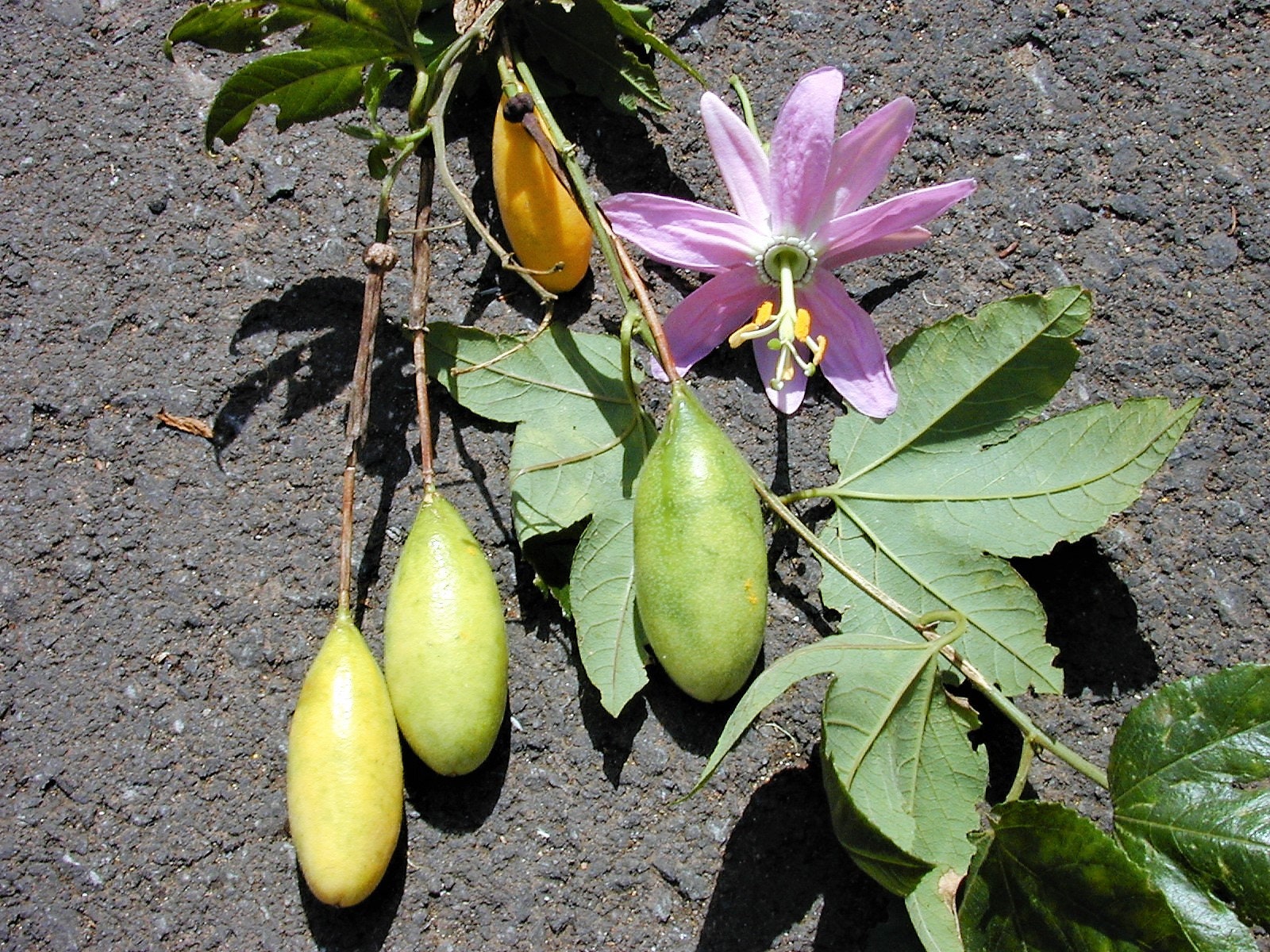 10 BANANA PASSION FRUIT Pink Passion Flower Passiflora Mollissima Yell –  Seedville USA