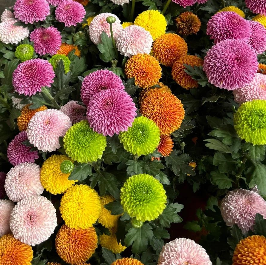 🌼 Ping Pong Chrysanthemum — Refuses to Be Flat