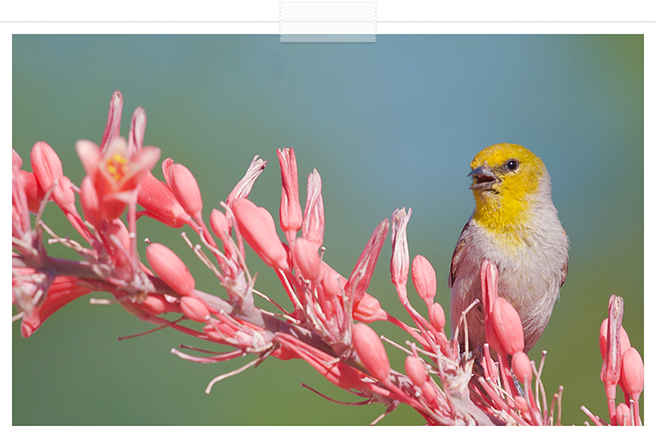 Pioneers in sustainable gardening