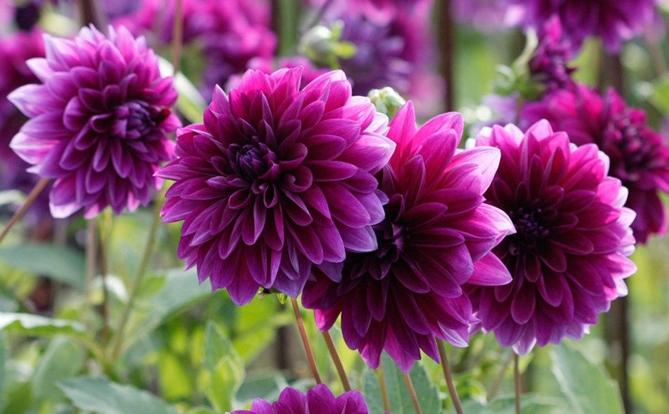 Dahlia | Thomas Edison | Webb's Garden and Ground