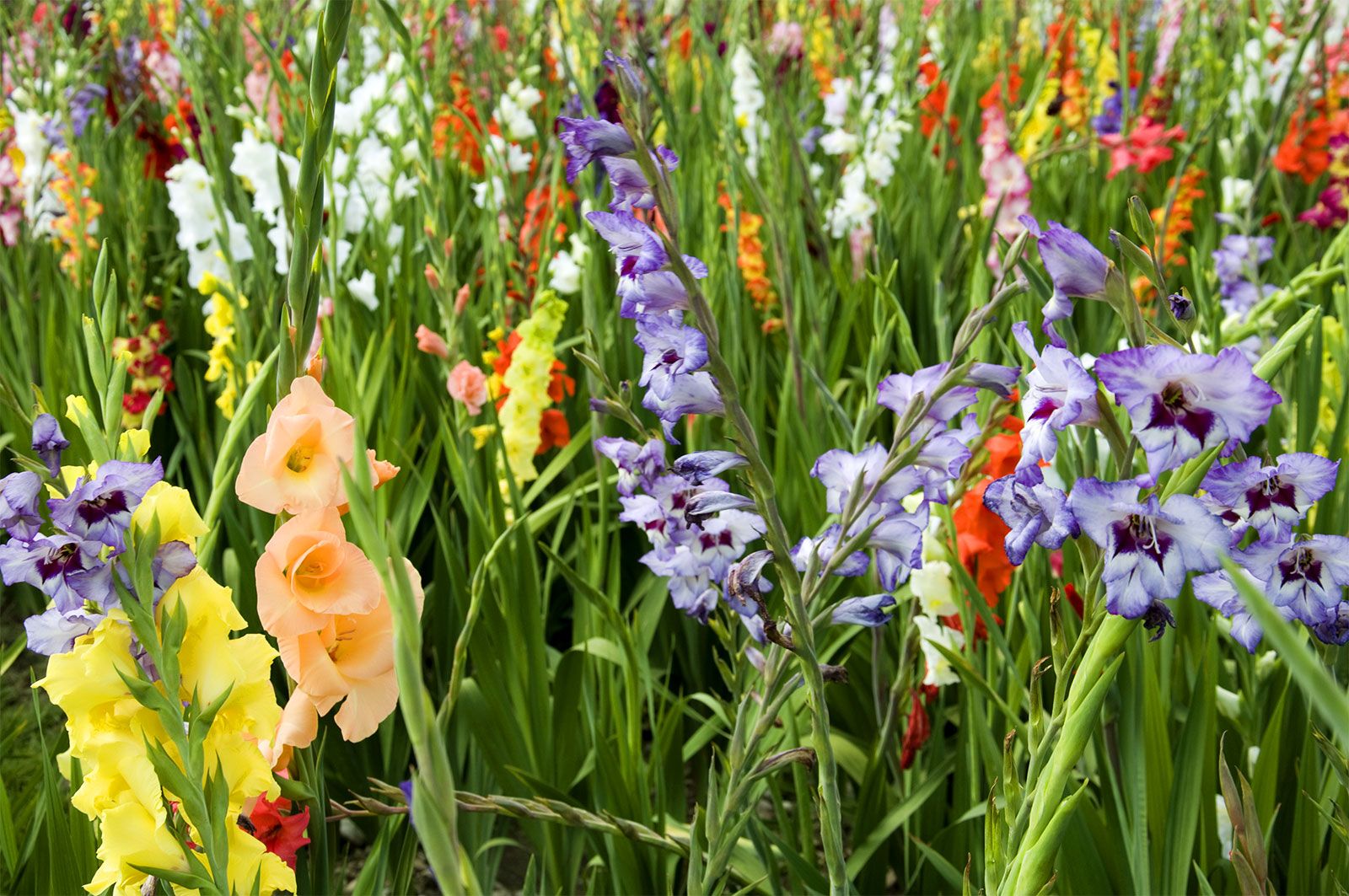 Gladiolus | Description, Species, & Facts | Britannica