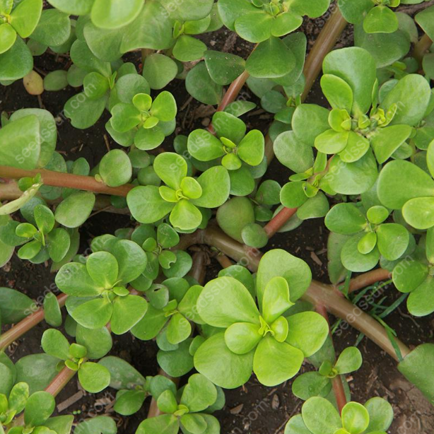 Portulaca Oleracea Seeds