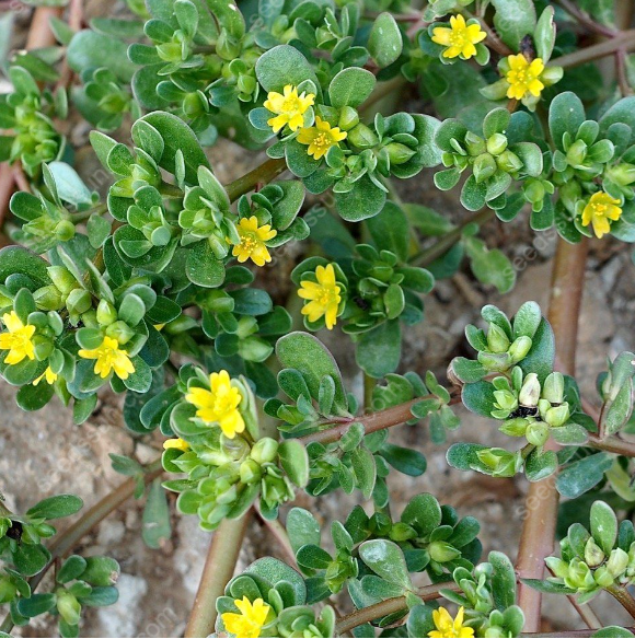 Portulaca Oleracea Seeds