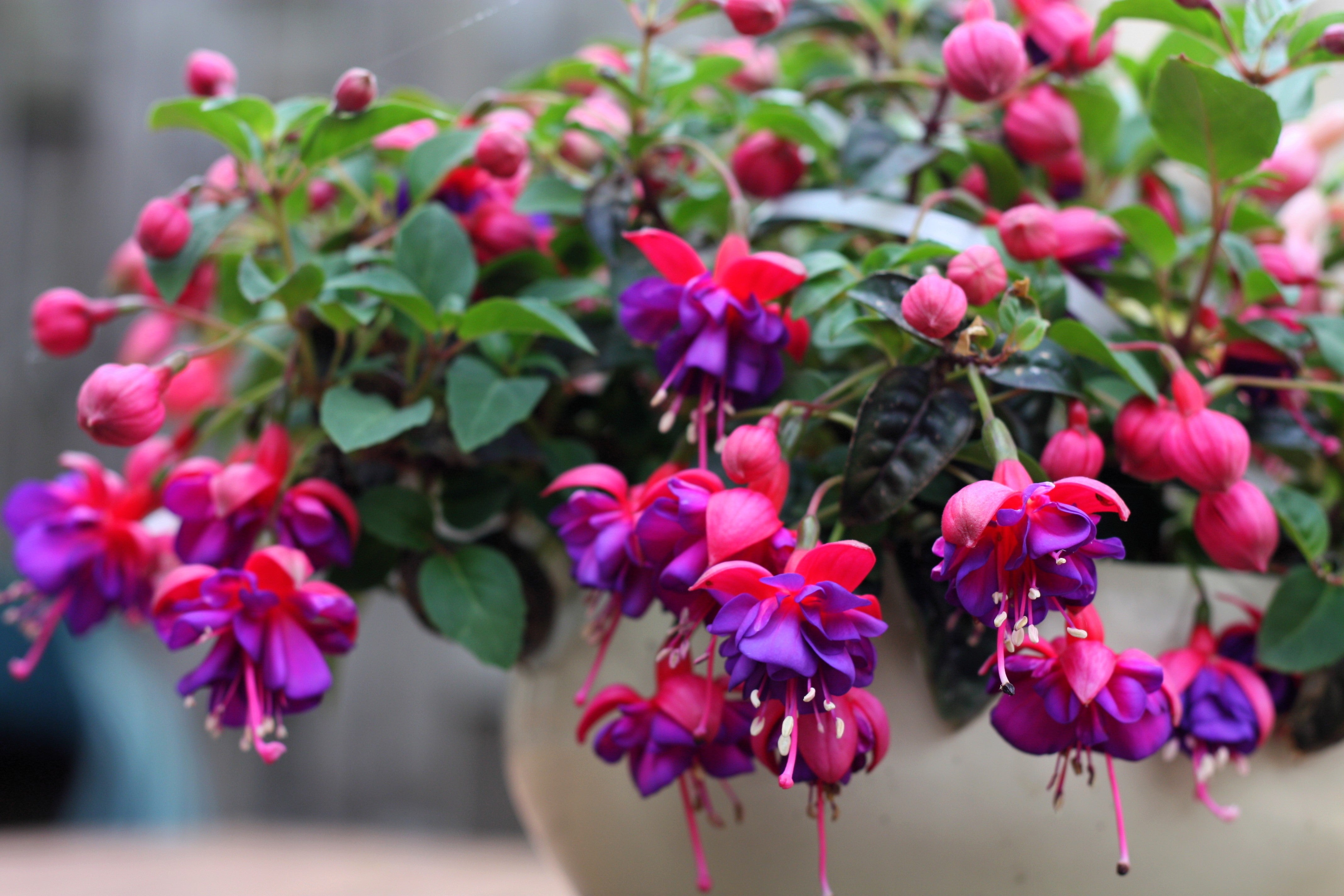 20 HARDY FUCHSIA Magellanica Pink Purple Hummingbird Flower Shrub Seed –  Seedville USA