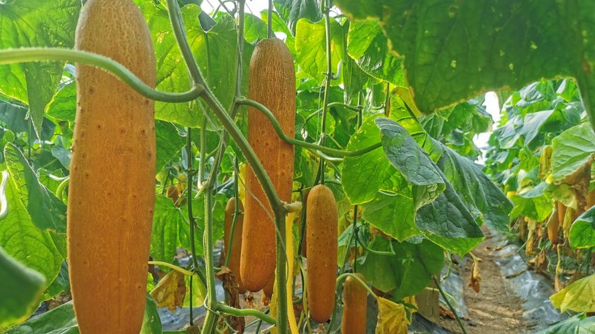 麻皮老黄瓜种植-西瓜视频搜索