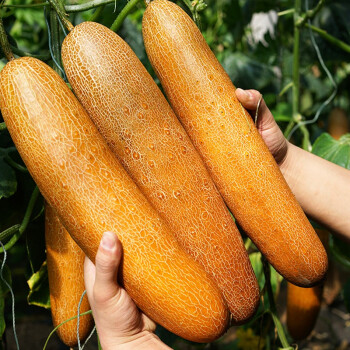 老黄瓜种子价格报价行情- 京东