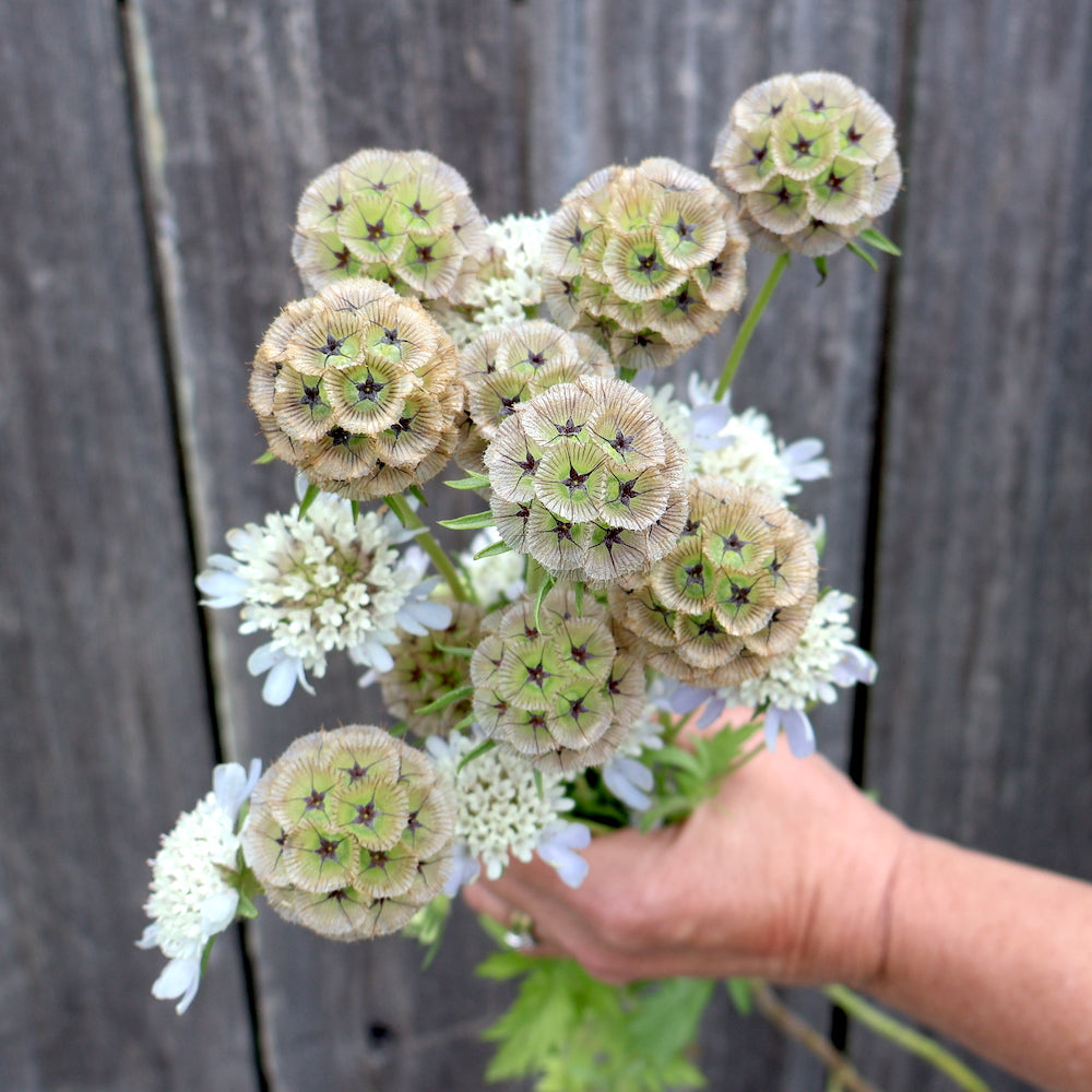 Pincushion, Ping Pong – thegardenersworkshop