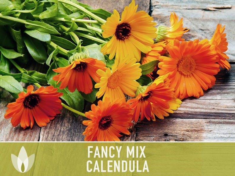 Calendula Officinalis, Fancy Mix Heirloom Seeds, Flower Seeds