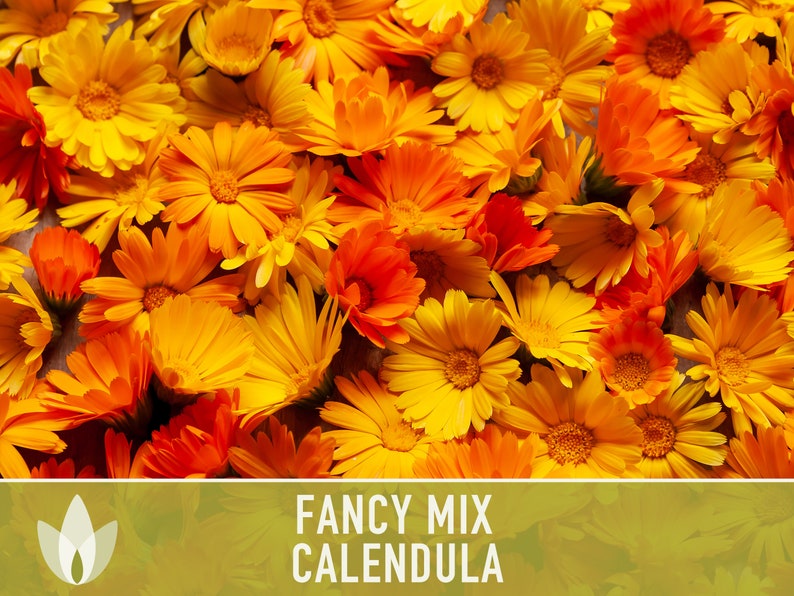 Calendula Officinalis, Fancy Mix Heirloom Seeds, Flower Seeds