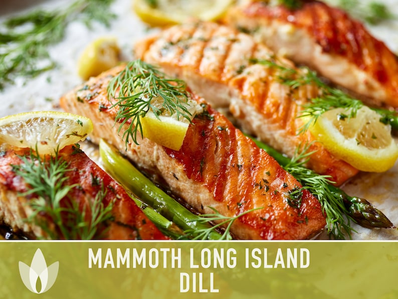 Mammoth Long Island Dill Seeds - Heirloom Pickling Spice, Swallowtail Butterfly, Culinary Herb, Butterfly Garden, Beneficial Bug, Non-GMO