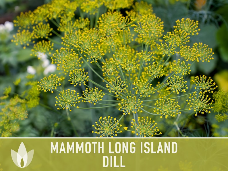 Mammoth Long Island Dill Seeds - Heirloom Pickling Spice, Swallowtail Butterfly, Culinary Herb, Butterfly Garden, Beneficial Bug, Non-GMO