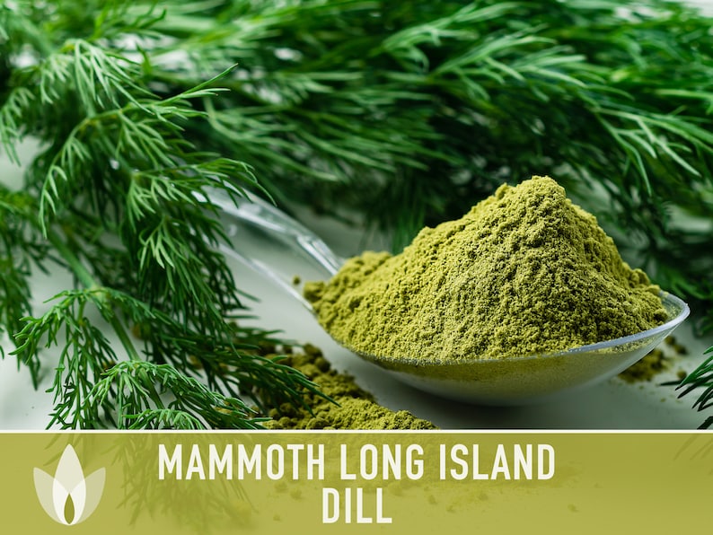 Mammoth Long Island Dill Seeds - Heirloom Pickling Spice, Swallowtail Butterfly, Culinary Herb, Butterfly Garden, Beneficial Bug, Non-GMO