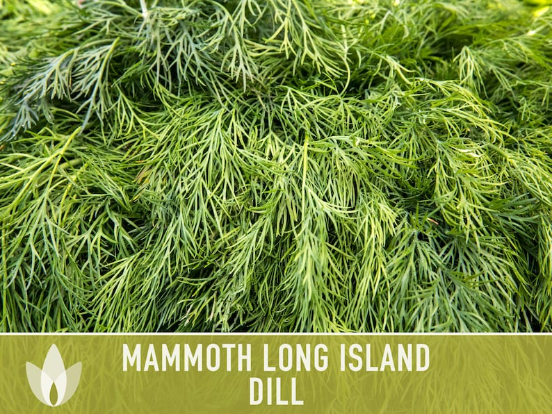 Mammoth Long Island Dill Seeds - Heirloom Pickling Spice, Swallowtail Butterfly, Culinary Herb, Butterfly Garden, Beneficial Bug, Non-GMO