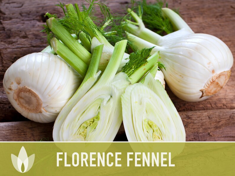 Florence Fennel Heirloom Seeds - Non-GMO, Medicinal Herb, Culinary Herb, Open Pollinated