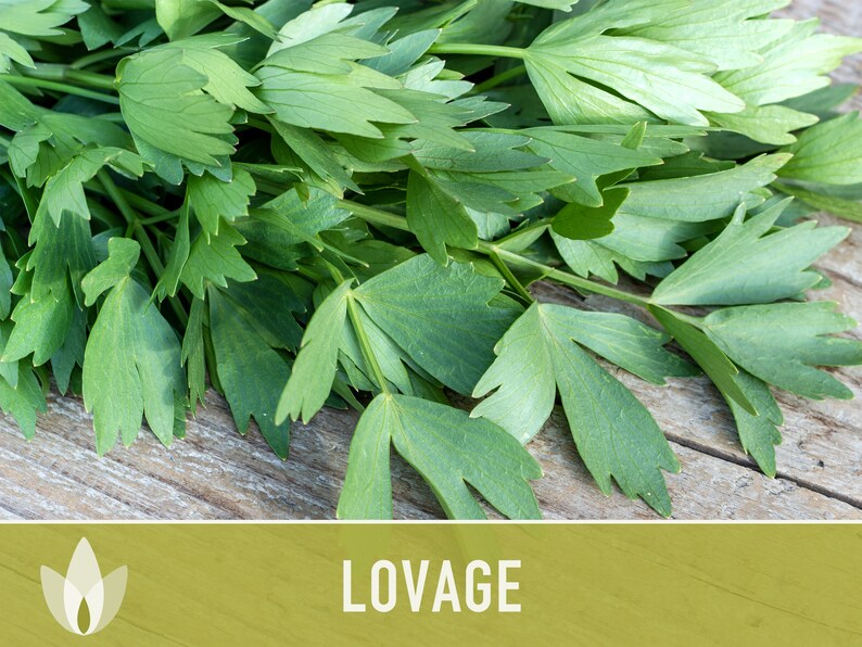 Lovage Herb Heirloom Seeds - Medicinal Herb, Herb Garden, Non-GMO, Open Pollinated