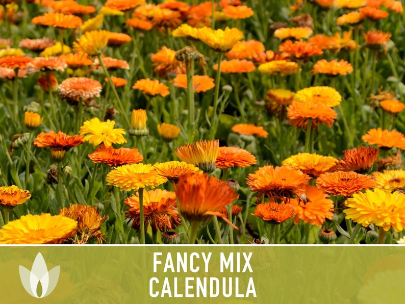 Calendula Officinalis, Fancy Mix Heirloom Seeds, Flower Seeds