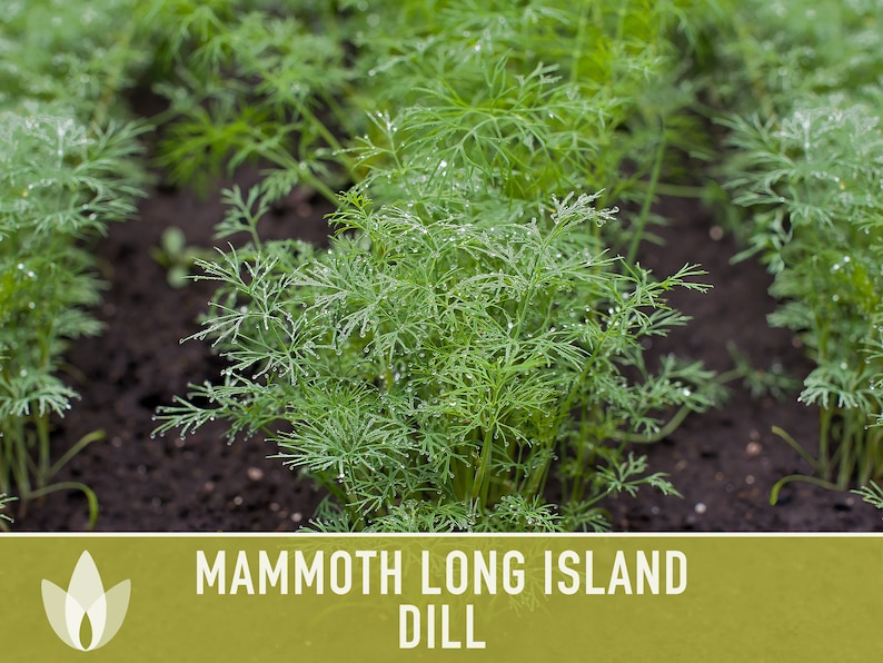 Mammoth Long Island Dill Seeds - Heirloom Pickling Spice, Swallowtail Butterfly, Culinary Herb, Butterfly Garden, Beneficial Bug, Non-GMO