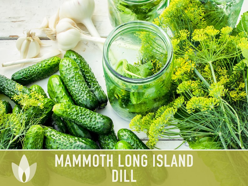 Mammoth Long Island Dill Seeds - Heirloom Pickling Spice, Swallowtail Butterfly, Culinary Herb, Butterfly Garden, Beneficial Bug, Non-GMO