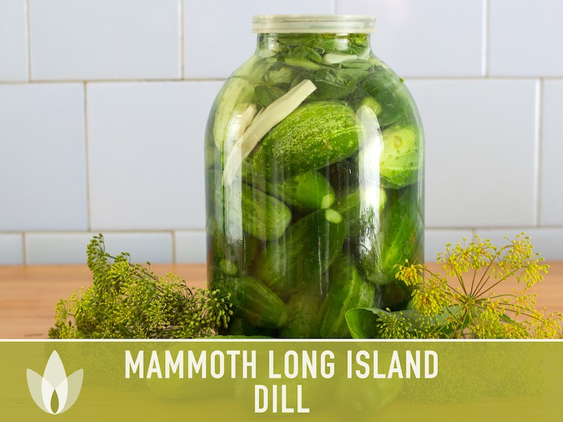Mammoth Long Island Dill Seeds - Heirloom Pickling Spice, Swallowtail Butterfly, Culinary Herb, Butterfly Garden, Beneficial Bug, Non-GMO