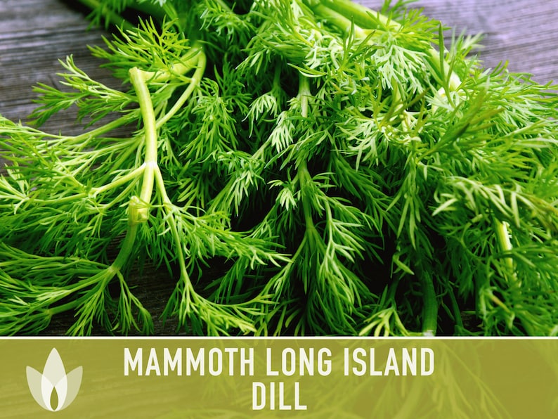 Mammoth Long Island Dill Seeds - Heirloom Pickling Spice, Swallowtail Butterfly, Culinary Herb, Butterfly Garden, Beneficial Bug, Non-GMO