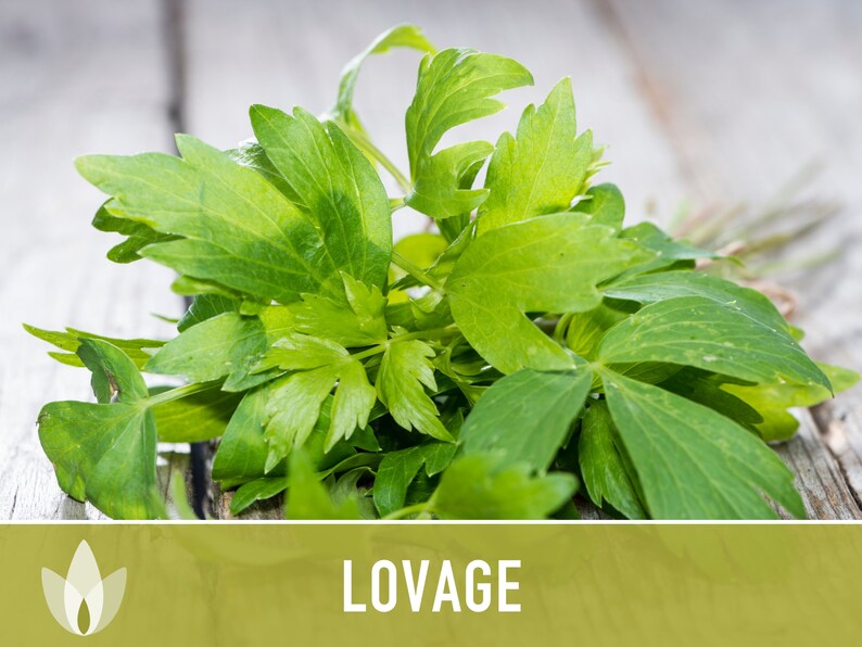 Lovage Herb Heirloom Seeds - Medicinal Herb, Herb Garden, Non-GMO, Open Pollinated