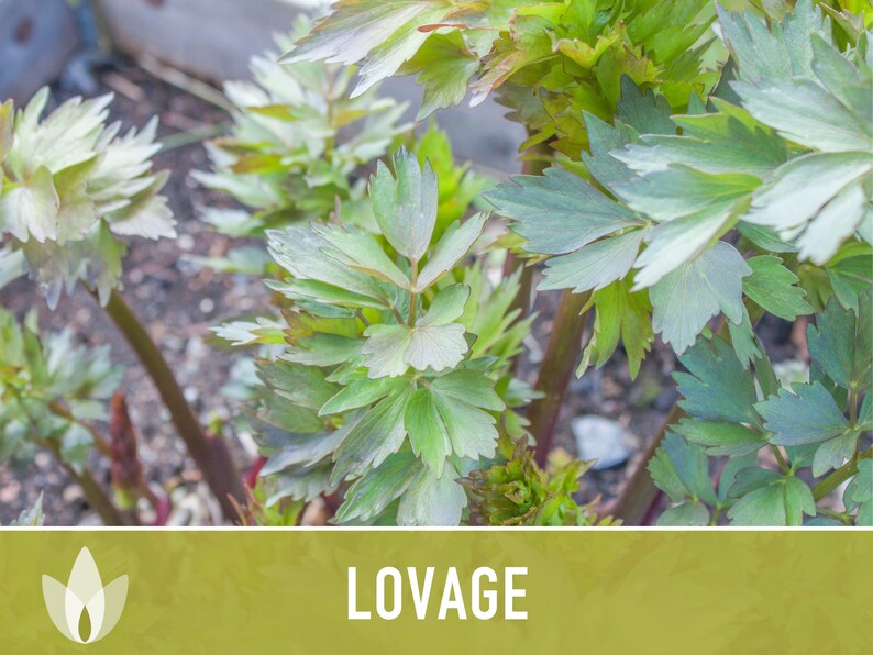 Lovage Herb Heirloom Seeds - Medicinal Herb, Herb Garden, Non-GMO, Open Pollinated