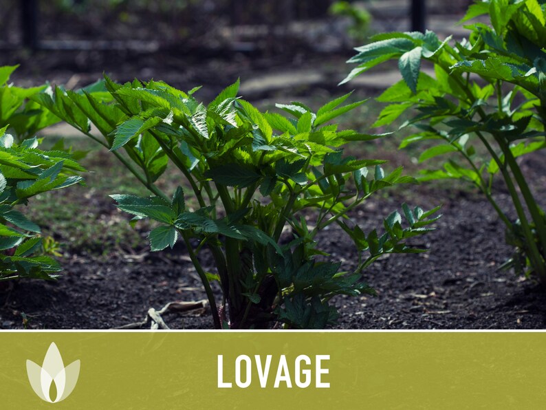 Lovage Herb Heirloom Seeds - Medicinal Herb, Herb Garden, Non-GMO, Open Pollinated