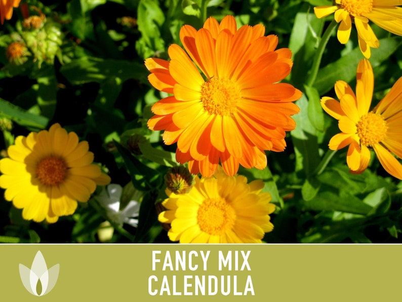Calendula Officinalis, Fancy Mix Heirloom Seeds, Flower Seeds