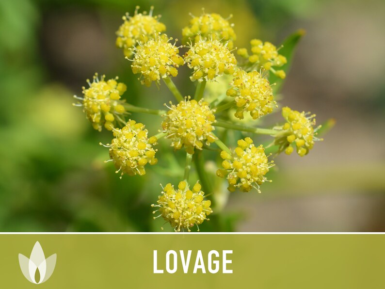Lovage Herb Heirloom Seeds - Medicinal Herb, Herb Garden, Non-GMO, Open Pollinated