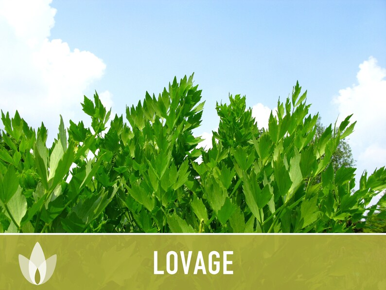 Lovage Herb Heirloom Seeds - Medicinal Herb, Herb Garden, Non-GMO, Open Pollinated
