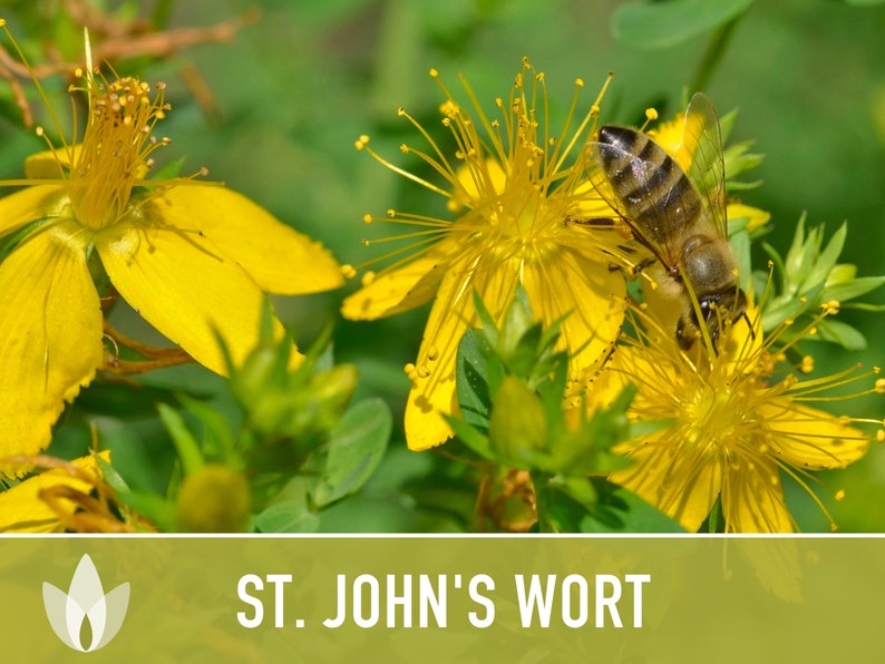 St. John's Wort Herb Seeds - Heriloom Seeds, Medicinal Herb Seeds, Pollinator Garden, Herbal Remedy, Open Pollinated, Non-GMO