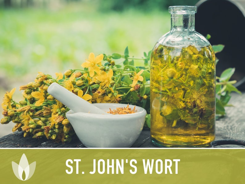 St. John's Wort Herb Seeds - Heriloom Seeds, Medicinal Herb Seeds, Pollinator Garden, Herbal Remedy, Open Pollinated, Non-GMO