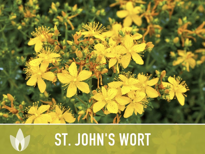 St. John's Wort Herb Seeds - Heriloom Seeds, Medicinal Herb Seeds, Pollinator Garden, Herbal Remedy, Open Pollinated, Non-GMO