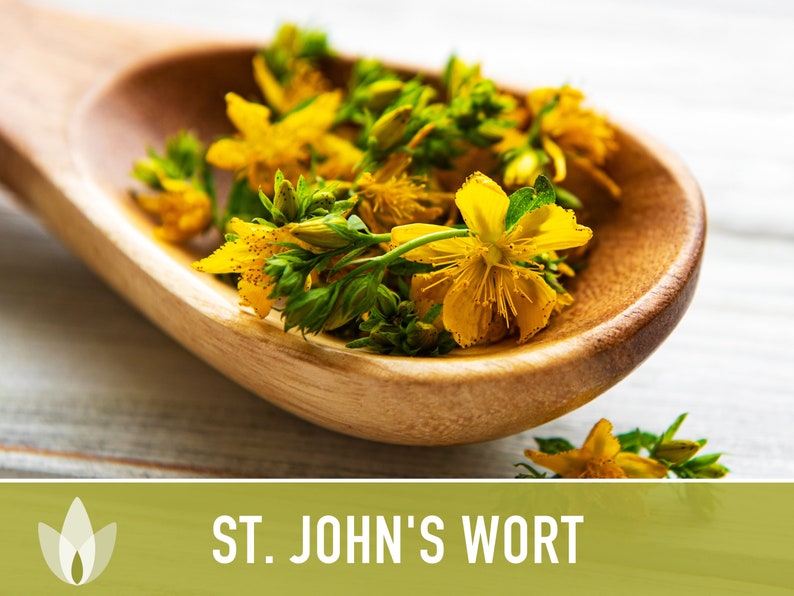 St. John's Wort Herb Seeds - Heriloom Seeds, Medicinal Herb Seeds, Pollinator Garden, Herbal Remedy, Open Pollinated, Non-GMO