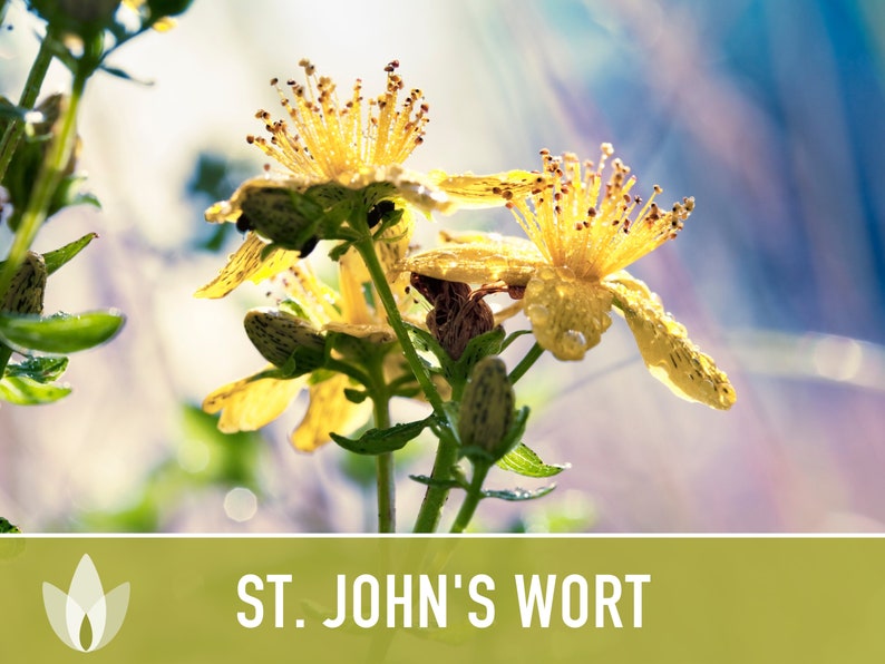 St. John's Wort Herb Seeds - Heriloom Seeds, Medicinal Herb Seeds, Pollinator Garden, Herbal Remedy, Open Pollinated, Non-GMO