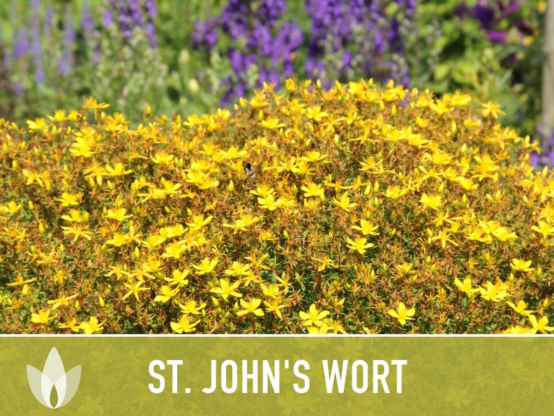 St. John's Wort Herb Seeds - Heriloom Seeds, Medicinal Herb Seeds, Pollinator Garden, Herbal Remedy, Open Pollinated, Non-GMO