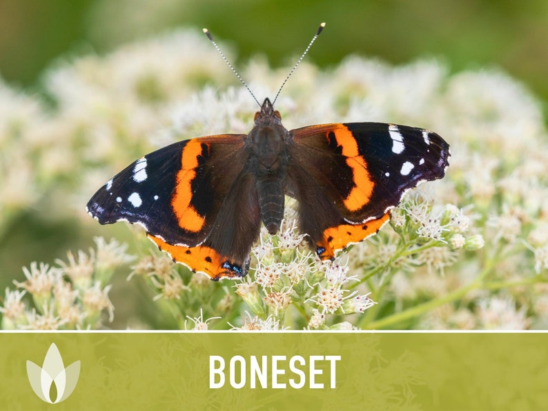 Boneset Seeds - Heirloom Seeds, Medicinal Herb, Snow White Flowers, Butterfly Garden, Pollinator Friendly, Open Pollinated, Non-GMO