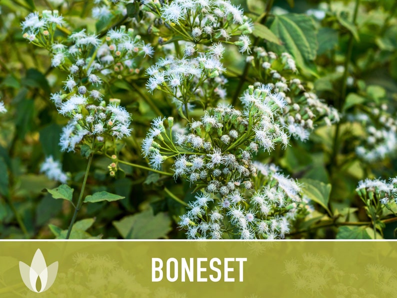 Boneset Seeds - Heirloom Seeds, Medicinal Herb, Snow White Flowers, Butterfly Garden, Pollinator Friendly, Open Pollinated, Non-GMO