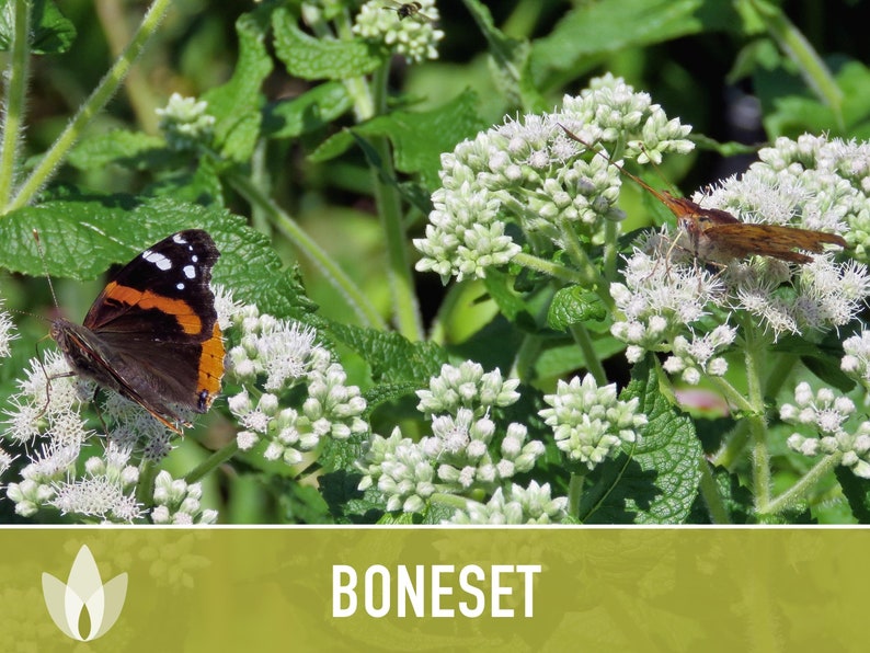 Boneset Seeds - Heirloom Seeds, Medicinal Herb, Snow White Flowers, Butterfly Garden, Pollinator Friendly, Open Pollinated, Non-GMO
