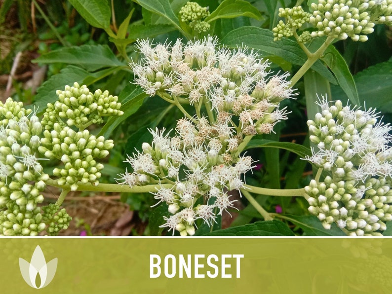 Boneset Seeds - Heirloom Seeds, Medicinal Herb, Snow White Flowers, Butterfly Garden, Pollinator Friendly, Open Pollinated, Non-GMO