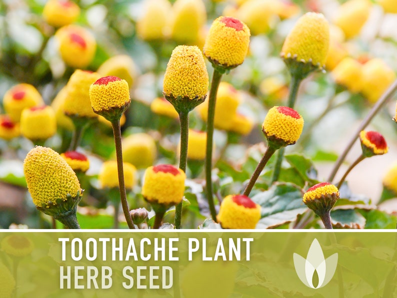 Toothache Plant (Spilanthes Oleracea) Medicinal Herb Seeds - Electric Daisy, Eyeball Plant, Peek-A-Boo, Electric Buttons, Heirloom, Non-GMO