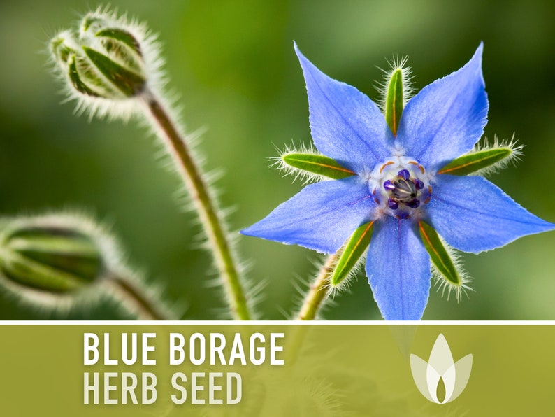 Borage Heirloom Seeds - Adored by the bees! - Non-GMO, Open Pollinated, Untreated