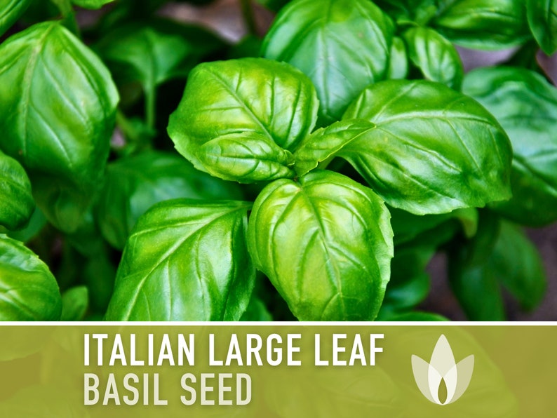 Italian Large Leaf Basil Herb Heirloom Seeds