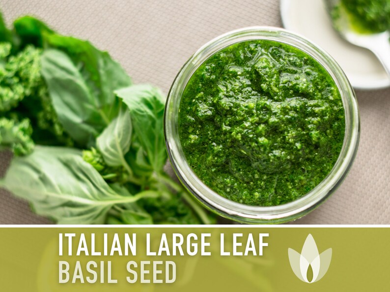 Italian Large Leaf Basil Heirloom Herb Seeds - Non-GMO, Open Pollinated, Culinary Herb