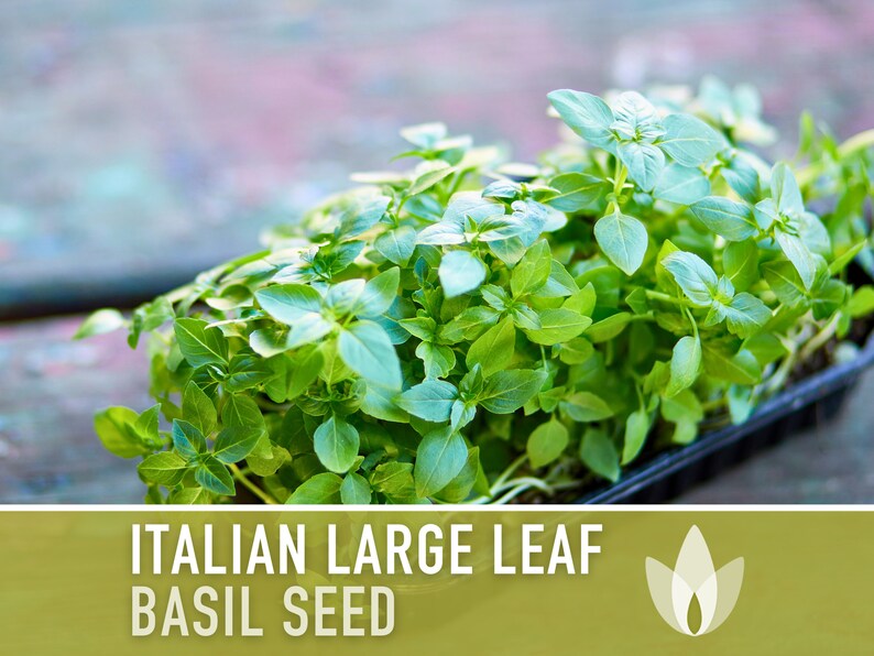 Italian Large Leaf Basil Heirloom Herb Seeds - Non-GMO, Open Pollinated, Culinary Herb