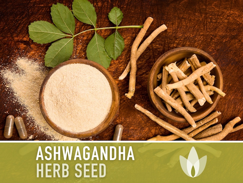 Ashwagandha Seeds - Heirloom Seeds, Indian Ginseng Seeds, Withania Somnifera, Ayurvedic Herb, Medicinal Herb, Non-GMO, Open Pollinated