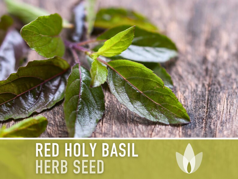 Red Leaf Holy Basil Seeds - Tulsi Basil, Heirloom Seeds, Medicinal Herb, Culinary Herb, Indian Seeds, Asian Seeds, Open Pollinated, Non-GMO