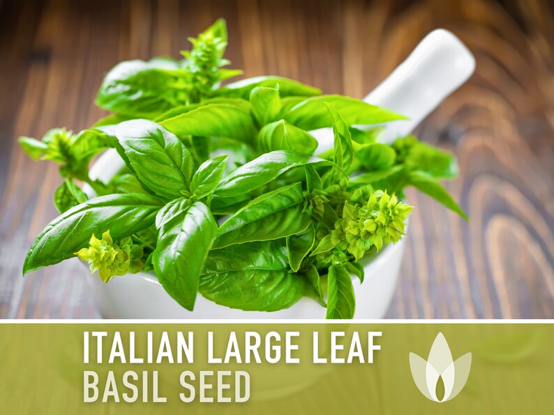 Italian Large Leaf Basil Heirloom Herb Seeds - Non-GMO, Open Pollinated, Culinary Herb