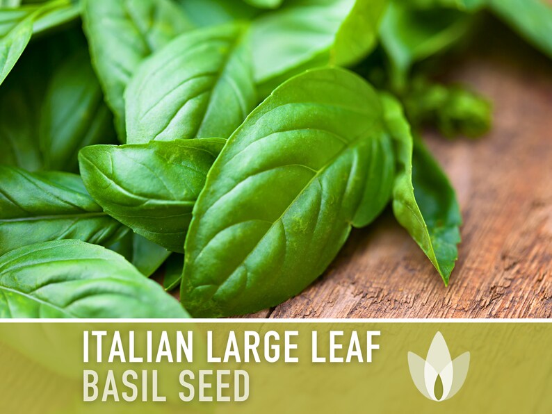 Italian Large Leaf Basil Heirloom Herb Seeds - Non-GMO, Open Pollinated, Culinary Herb